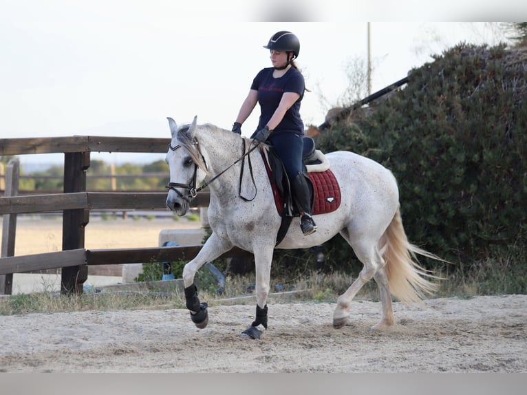 PRE Mix Stute 10 Jahre 160 cm Schimmel in Valencia