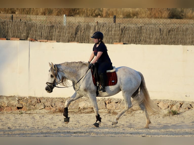 PRE Mix Stute 10 Jahre 160 cm Schimmel in Valencia