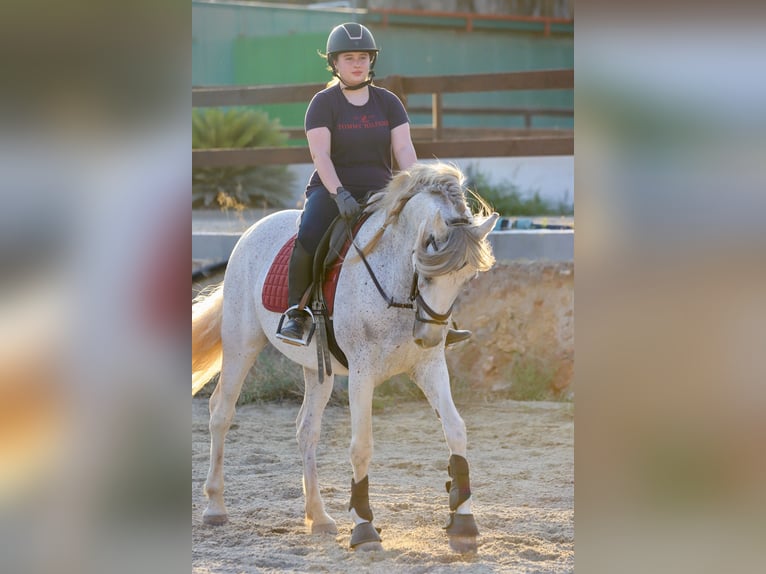 PRE Mix Stute 10 Jahre 160 cm Schimmel in Valencia