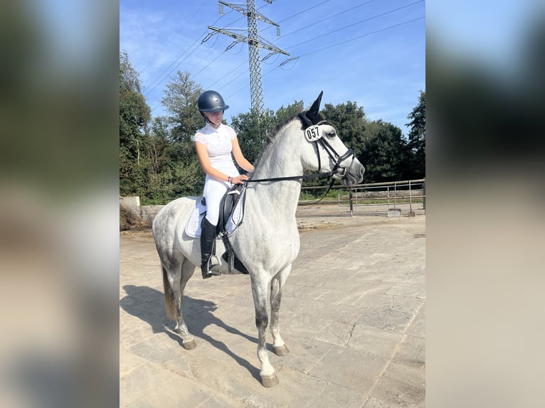 PRE Stute 10 Jahre 161 cm Schimmel in Borstel-Hohenraden