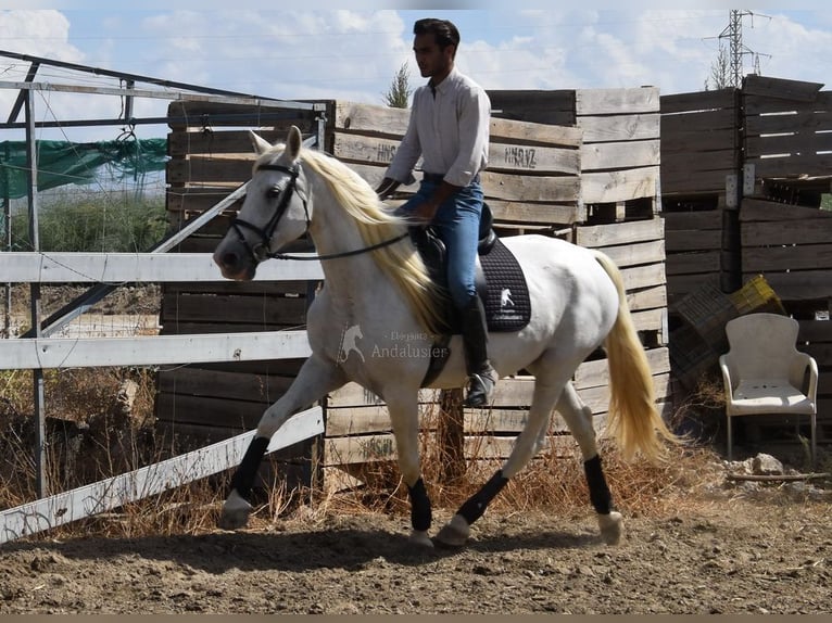 PRE Stute 10 Jahre 162 cm Schimmel in Provinz Granada