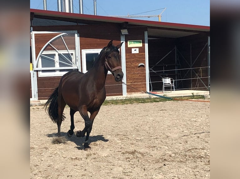 PRE Mix Stute 10 Jahre 163 cm Brauner in Bahlingen am Kaiserstuhl
