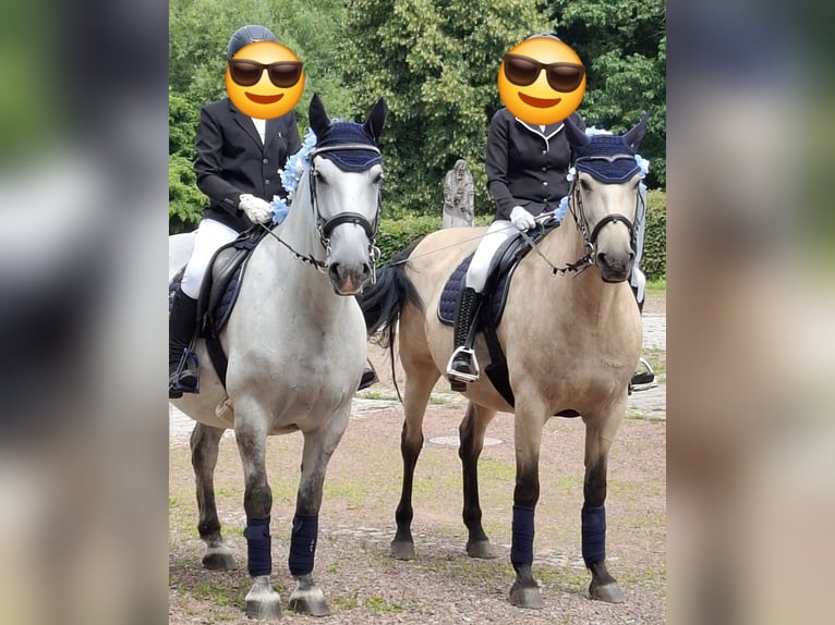 PRE Mix Stute 10 Jahre 163 cm Buckskin in Lichtenstein/Sachsen