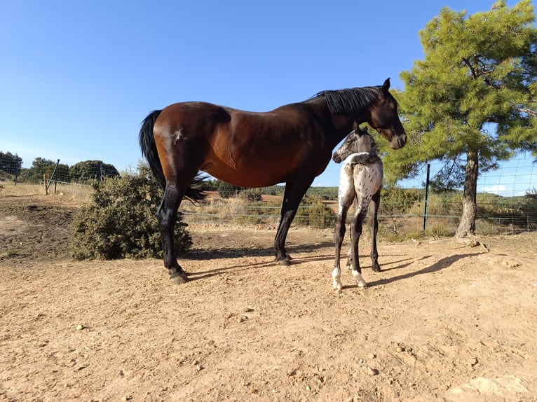 PRE Stute 10 Jahre 163 cm Dunkelbrauner in Cuenca