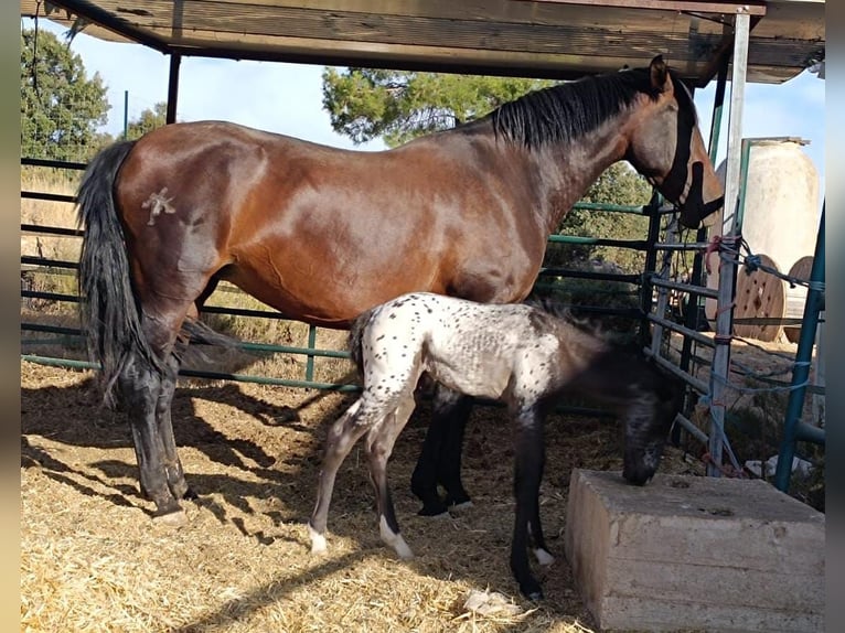 PRE Stute 10 Jahre 163 cm Dunkelbrauner in Cuenca