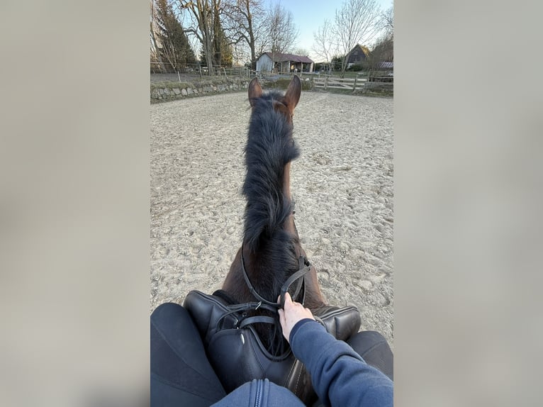 PRE Mix Stute 10 Jahre 164 cm Dunkelbrauner in Stralsund