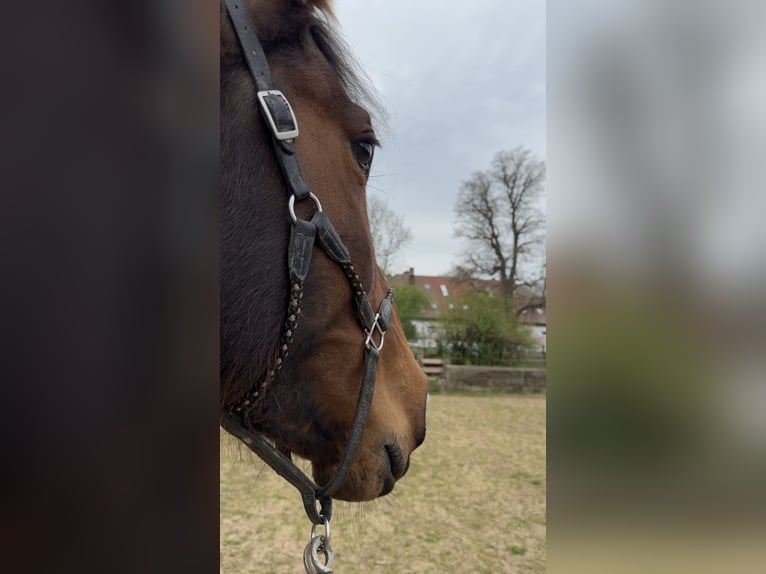 PRE Mix Stute 10 Jahre 164 cm Dunkelbrauner in Stralsund