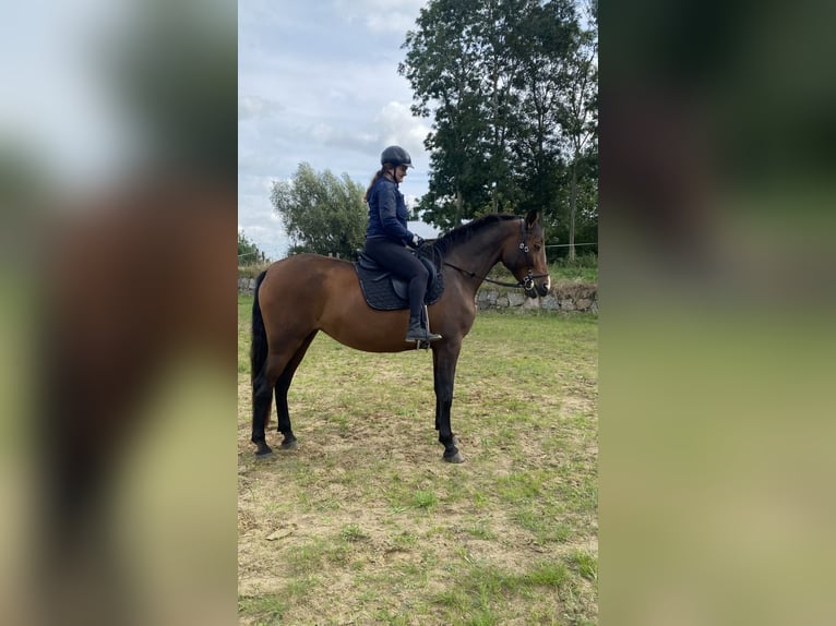 PRE Mix Stute 10 Jahre 164 cm Dunkelbrauner in Stralsund