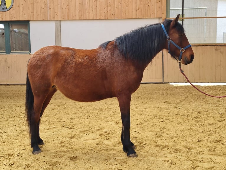 PRE Mix Stute 11 Jahre 150 cm Brauner in Neumarkt-Sankt Veit