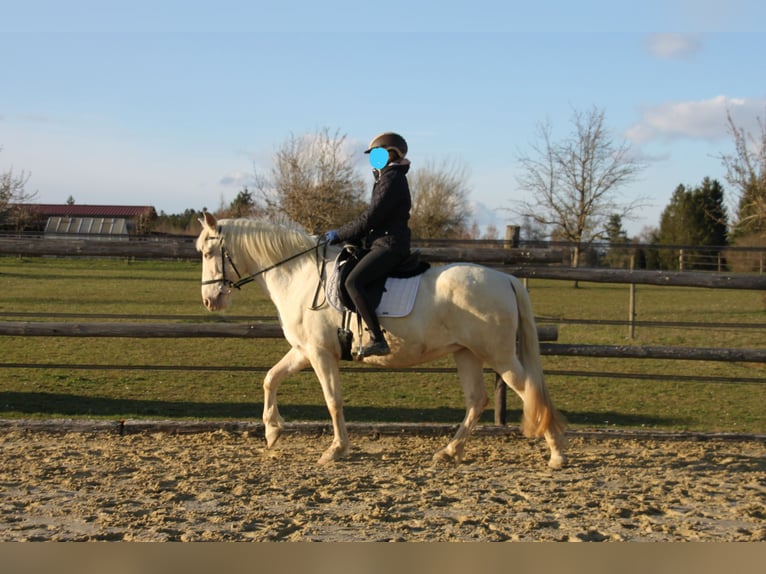 PRE Mix Stute 11 Jahre 152 cm Perlino in Balingen