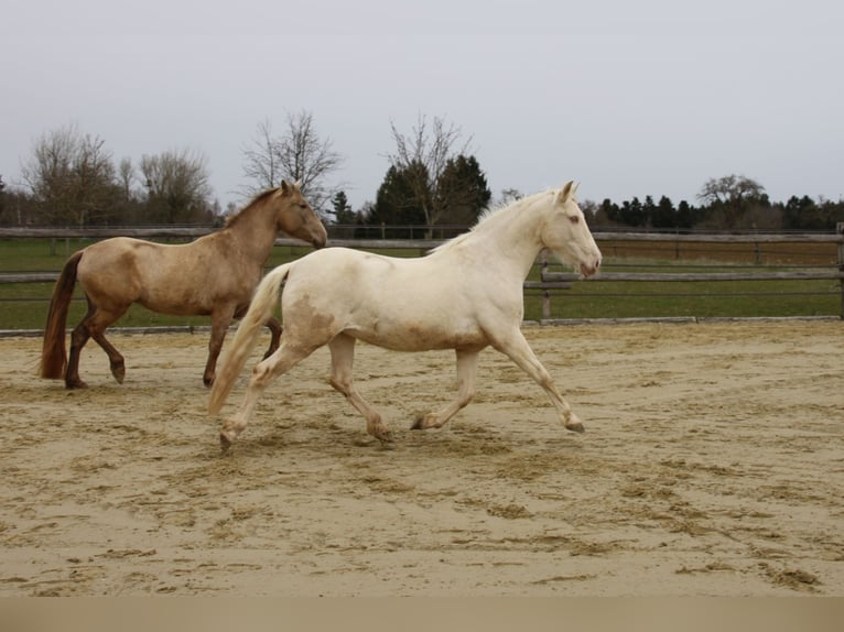 PRE Mix Stute 11 Jahre 152 cm Perlino in Balingen