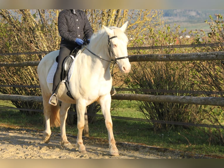 PRE Mix Stute 11 Jahre 152 cm Perlino in Balingen