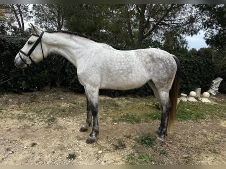 PRE Stute 11 Jahre 153 cm Fliegenschimmel in Xabia/Javea
