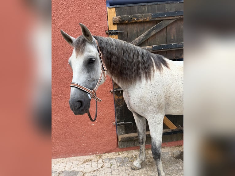 PRE Stute 11 Jahre 153 cm Fliegenschimmel in Xabia/Javea