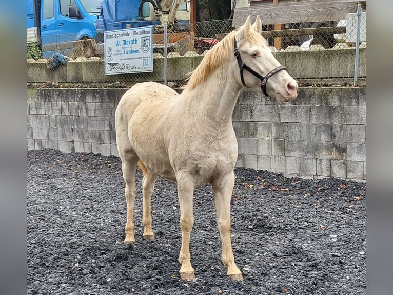 PRE Mix Stute 11 Jahre 153 cm Perlino in Küssaberg