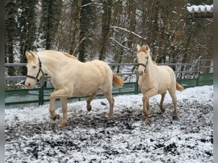 PRE Mix Stute 11 Jahre 153 cm Perlino in Küssaberg