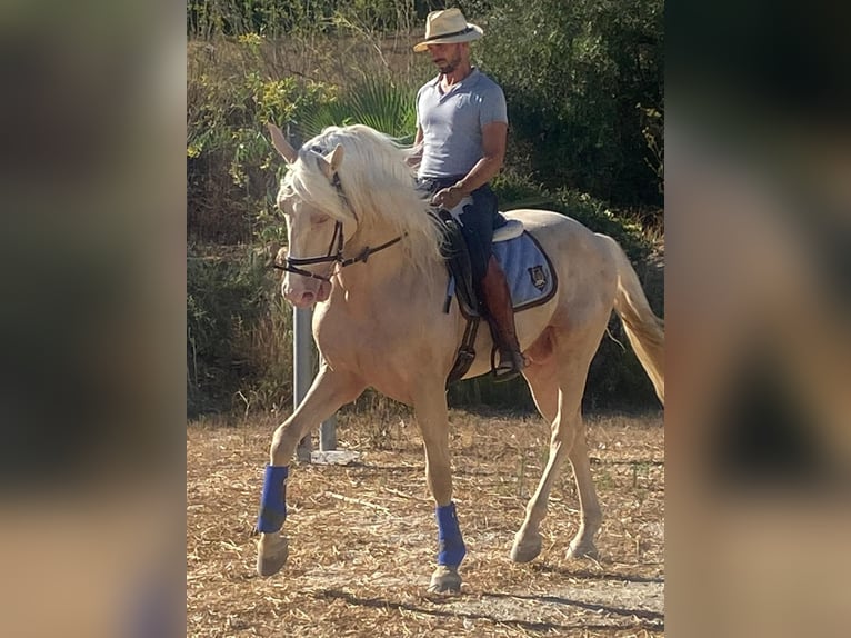 PRE Stute 11 Jahre 153 cm Perlino in Küssaberg