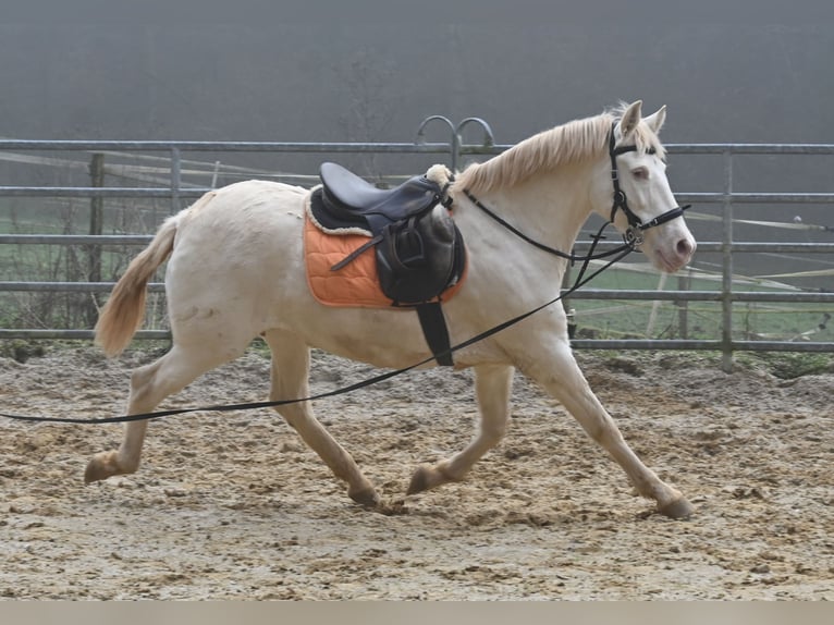 PRE Stute 11 Jahre 153 cm Perlino in Küssaberg