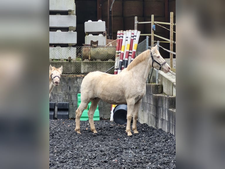 PRE Stute 11 Jahre 153 cm Perlino in Küssaberg