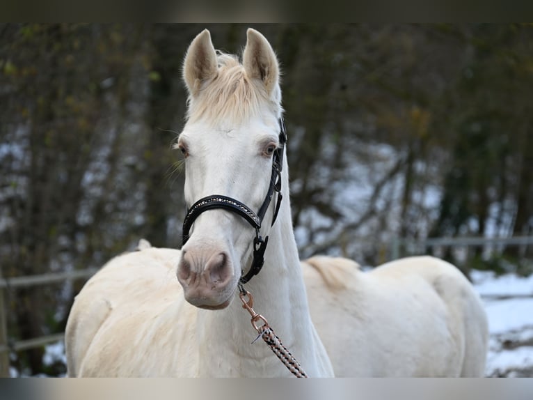 PRE Stute 11 Jahre 153 cm Perlino in Küssaberg