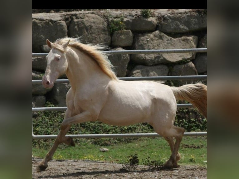 PRE Mix Stute 11 Jahre 154 cm Fuchs in OLVAN