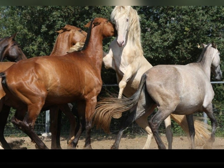 PRE Mix Stute 11 Jahre 154 cm Fuchs in OLVAN