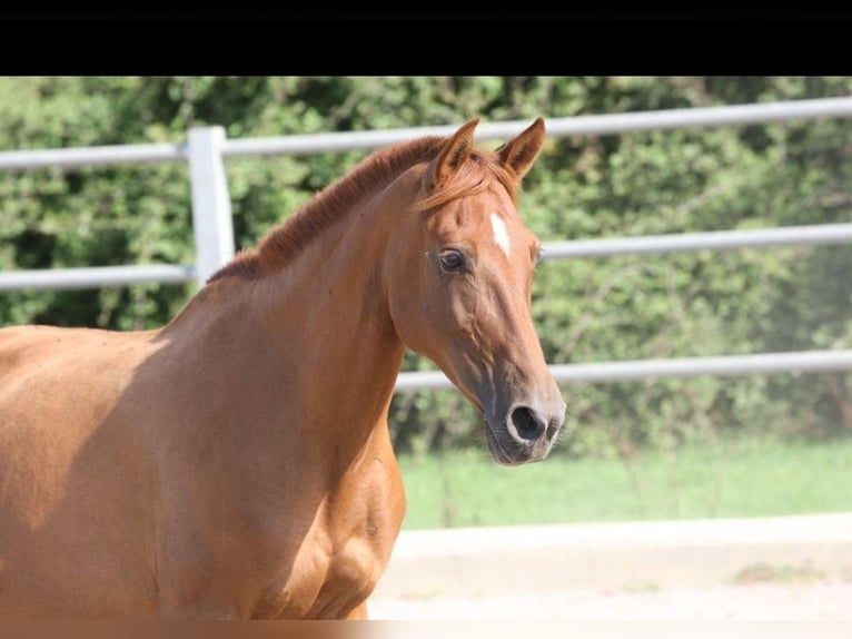 PRE Mix Stute 11 Jahre 154 cm Fuchs in OLVAN