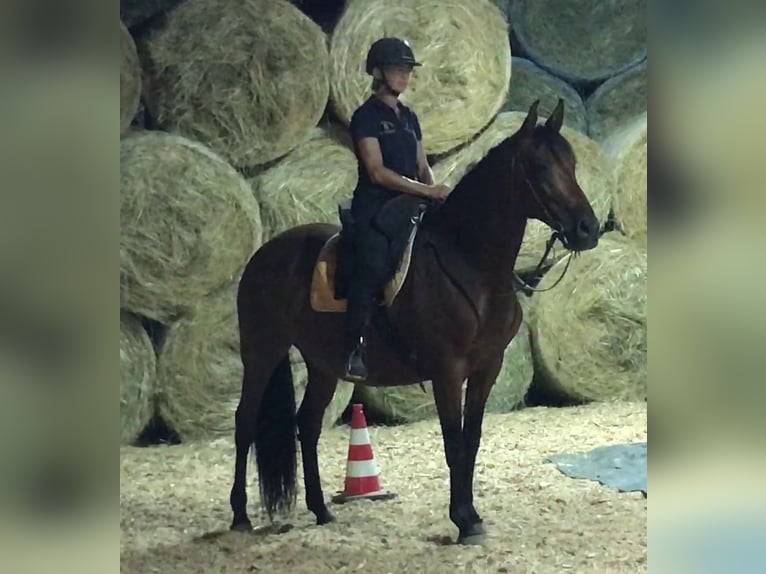 PRE Mix Stute 11 Jahre 155 cm Brauner in Korneuburg