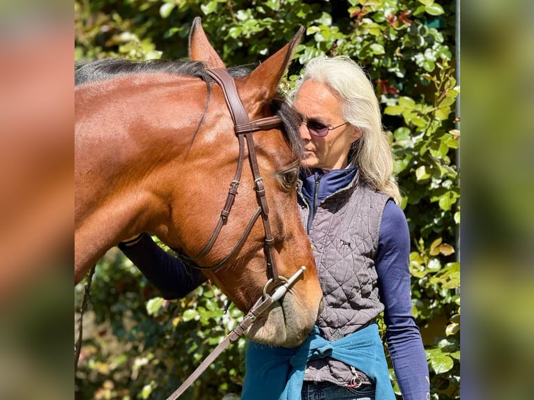 PRE Mix Stute 11 Jahre 155 cm Brauner in Korneuburg
