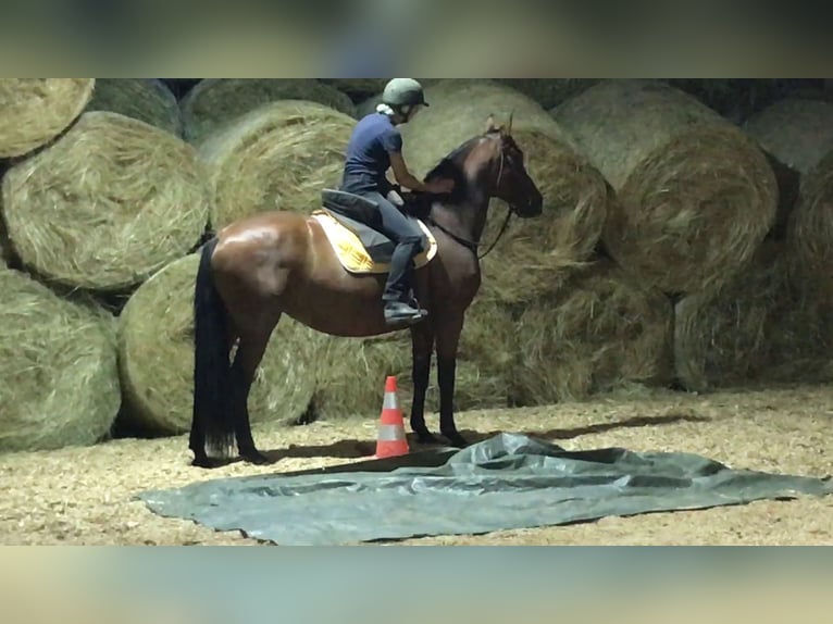 PRE Mix Stute 11 Jahre 155 cm Brauner in Korneuburg