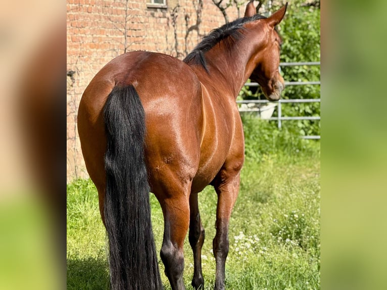 PRE Mix Stute 11 Jahre 155 cm Brauner in Korneuburg