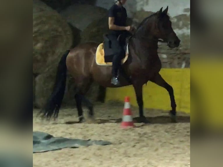 PRE Mix Stute 11 Jahre 155 cm Brauner in Korneuburg