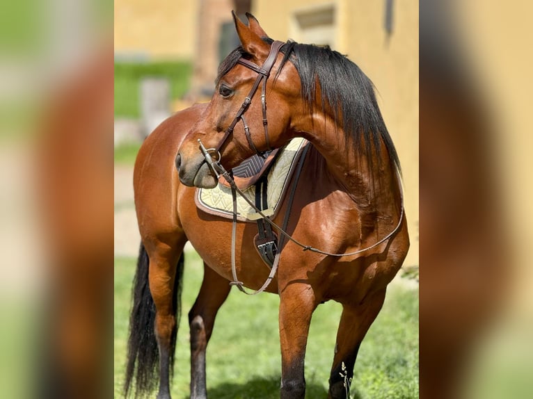 PRE Mix Stute 11 Jahre 155 cm Brauner in Korneuburg