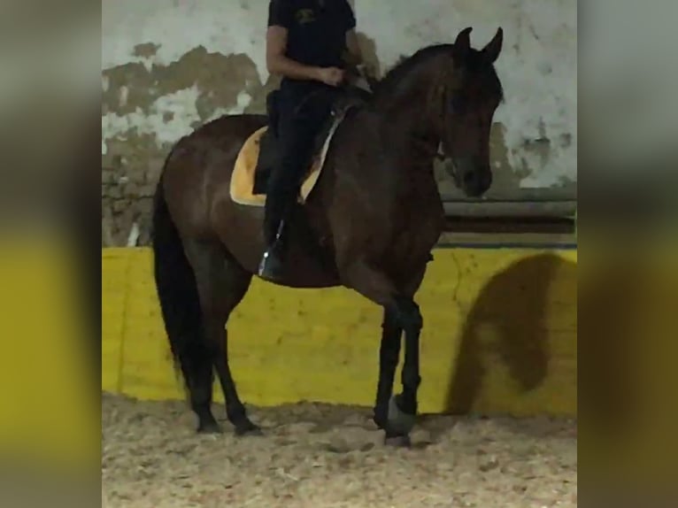 PRE Mix Stute 11 Jahre 155 cm Brauner in Korneuburg