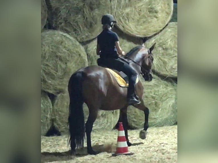 PRE Mix Stute 11 Jahre 155 cm Brauner in Korneuburg