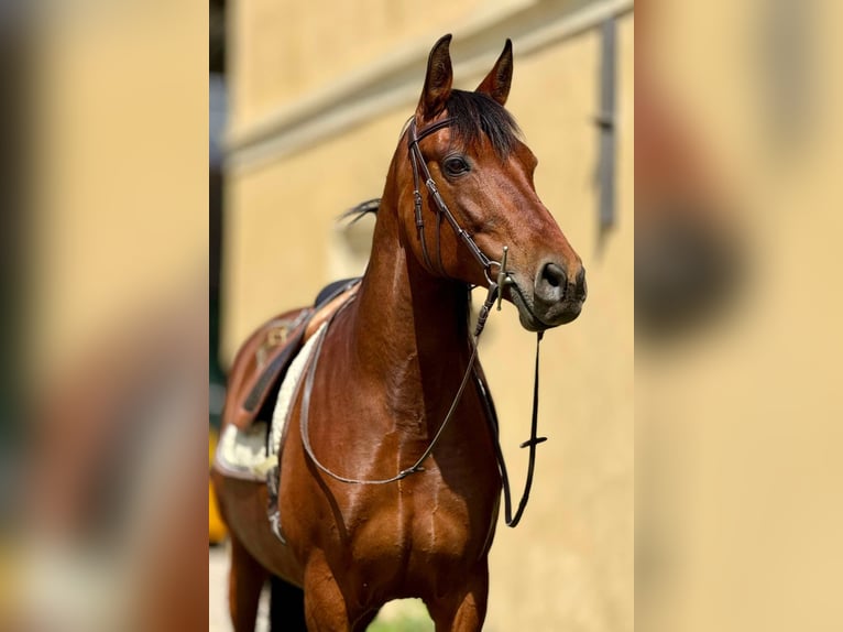 PRE Mix Stute 11 Jahre 155 cm Brauner in Korneuburg