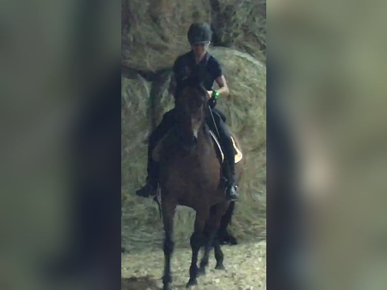 PRE Mix Stute 11 Jahre 155 cm Brauner in Korneuburg