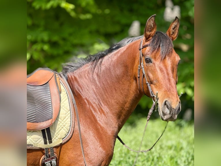 PRE Mix Stute 11 Jahre 155 cm Brauner in Korneuburg