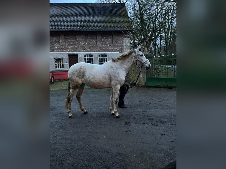 PRE Stute 11 Jahre 155 cm Schimmel in Dortmund