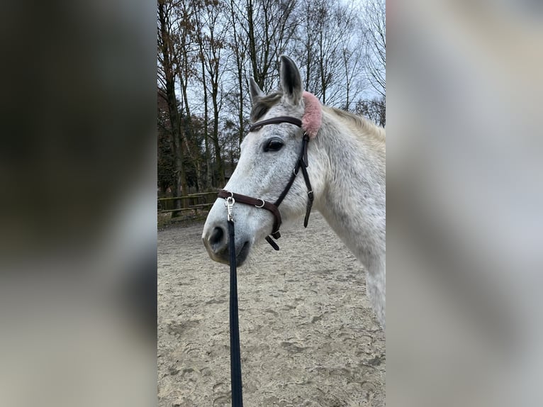 PRE Stute 11 Jahre 155 cm Schimmel in Dortmund
