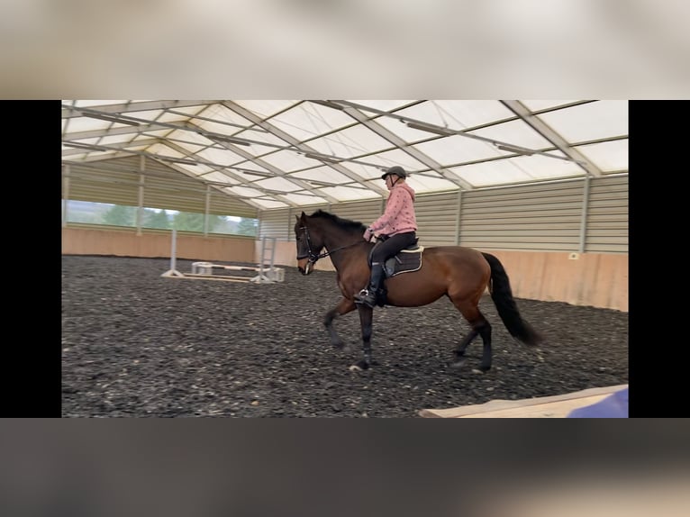 PRE Stute 11 Jahre 157 cm Brauner in Katzenelnbogen