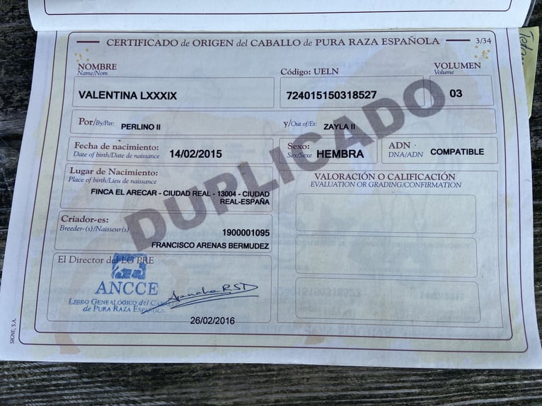 PRE Stute 11 Jahre 157 cm Brauner in Katzenelnbogen