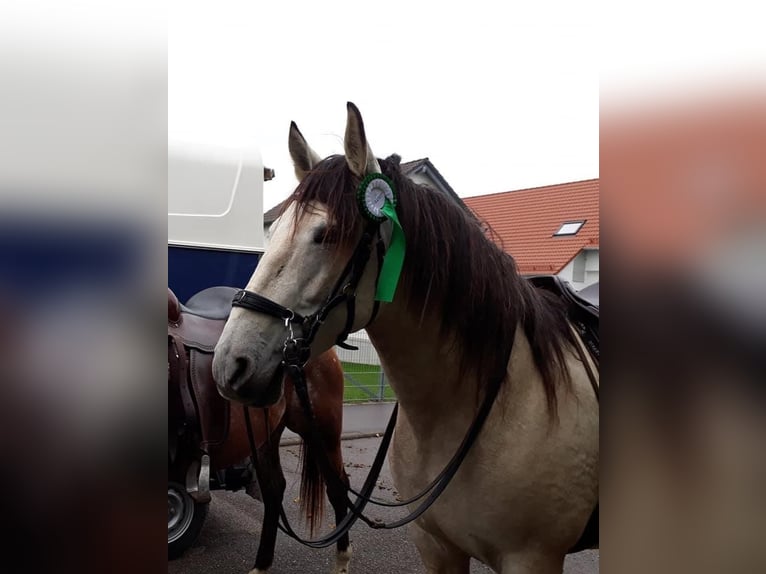 PRE Stute 11 Jahre 158 cm Buckskin in Senden