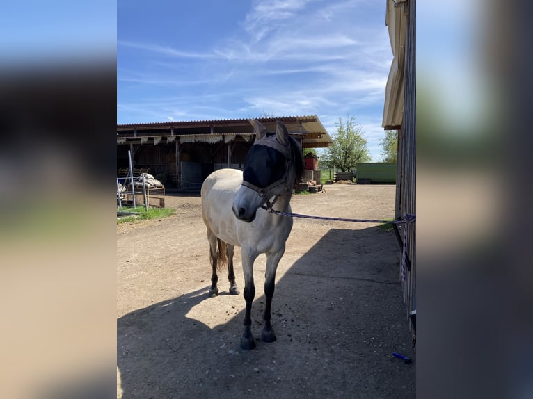 PRE Stute 11 Jahre 158 cm Buckskin in Senden