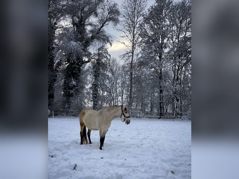 PRE Stute 11 Jahre 158 cm Buckskin in Senden