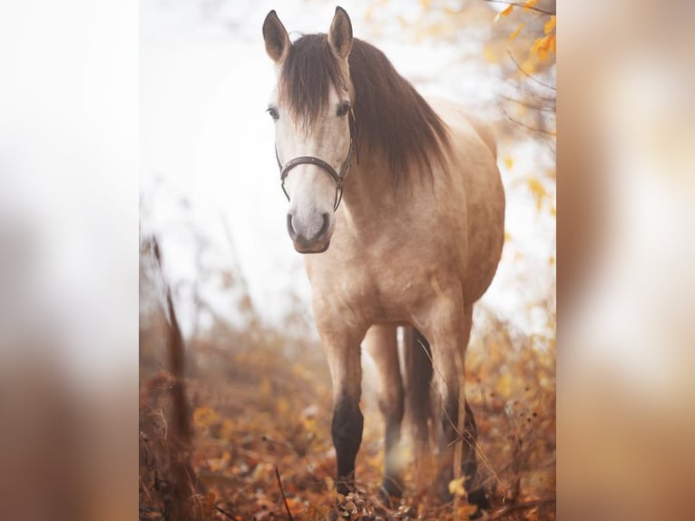PRE Stute 11 Jahre 158 cm Buckskin in Senden