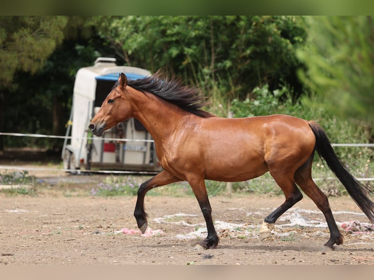 PRE Mix Stute 11 Jahre 160 cm Brauner in Speyer