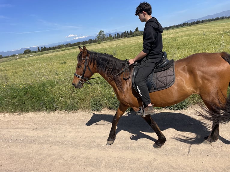 PRE Mix Stute 11 Jahre 160 cm Brauner in Speyer