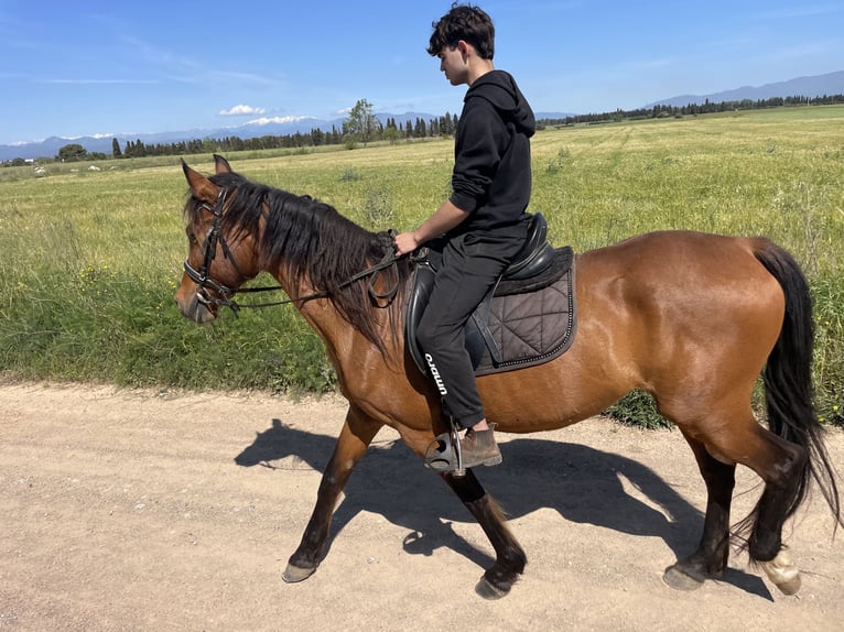 PRE Mix Stute 11 Jahre 160 cm Brauner in Speyer