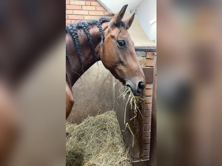 PRE Mix Stute 11 Jahre 160 cm Brauner in Filzmoos